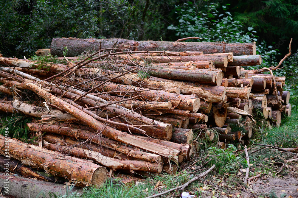 The logs lie in the open air, stacked in piles. Photo of cut trees in the forest. The logs lie in the open air, stacked in piles. Photo of cut trees in the forest.