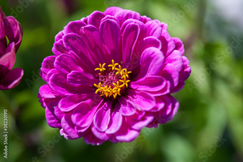 dahlia flower