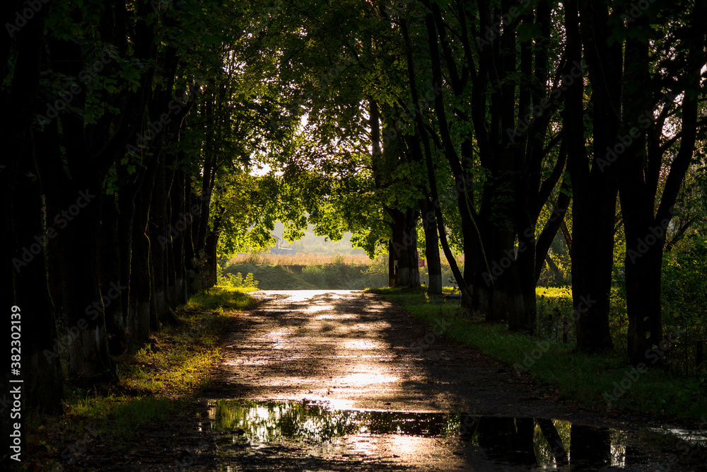 Fototapeta premium Shady maple alley on a sunny summer day 