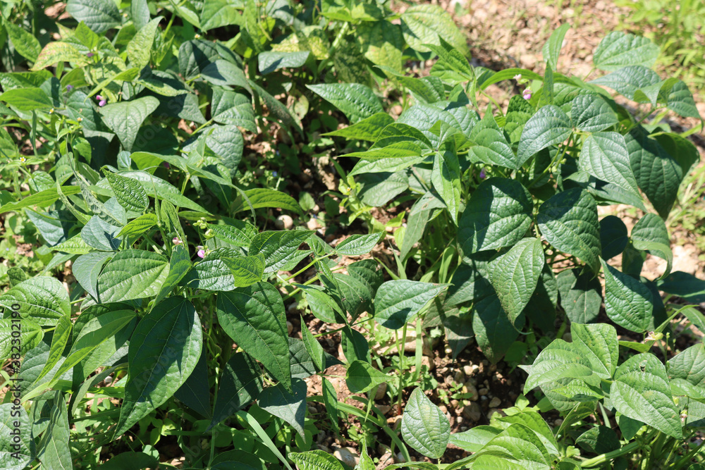 French bean plant with pink flowers. French bean plant in bloom in the vegetable garden on a sunny day French bean plant with pink flowers. French bean plant in bloom in the vegetable garden on a sunny day