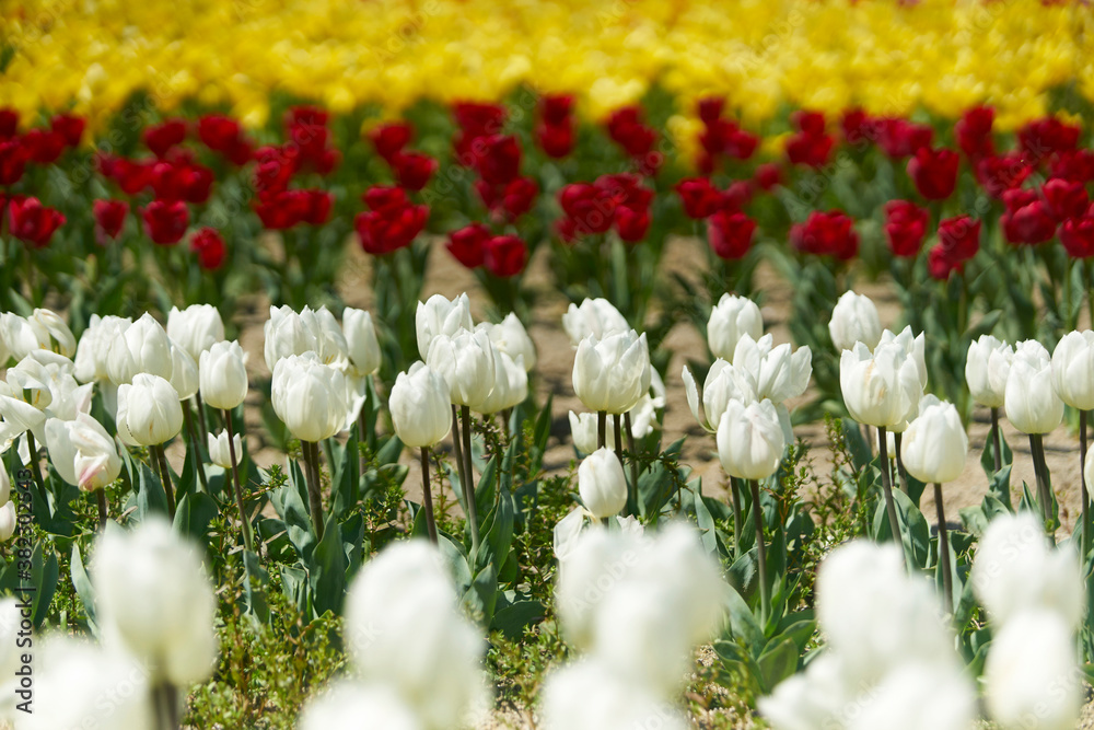 Fototapeta premium ちゅチューリップ畑