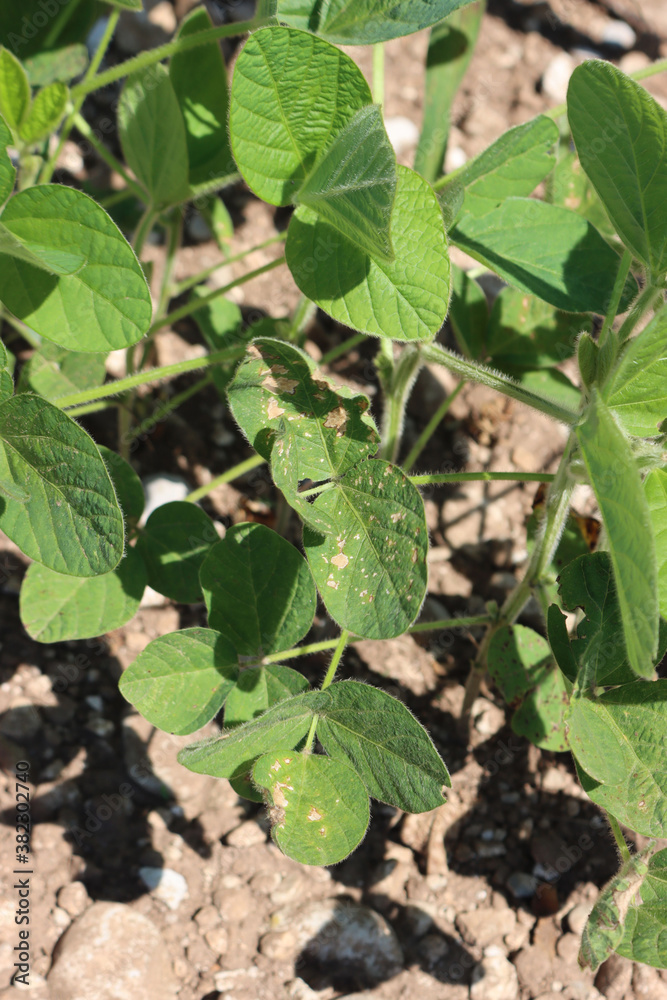 Soybean fiedl with green plants damaged by hailstorm on summer. Halstones on soybean plants Soybean fiedl with green plants damaged by hailstorm on summer. Halstones on soybean plants