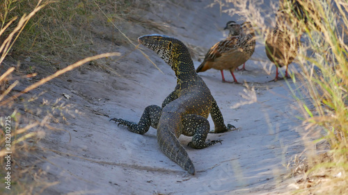 Yellow dotted nile monitor (varanus niloticus) creeping in a hollow with crested francolin birds (dendroperdix sephaena) in the background in Bwabwata National Park, Caprivi Strip, Namibia, Africa. photo