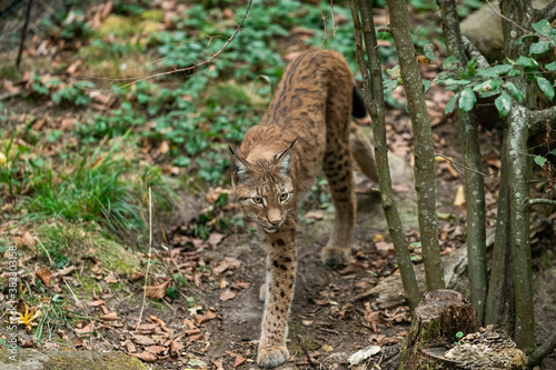 Lynx walking in the forest