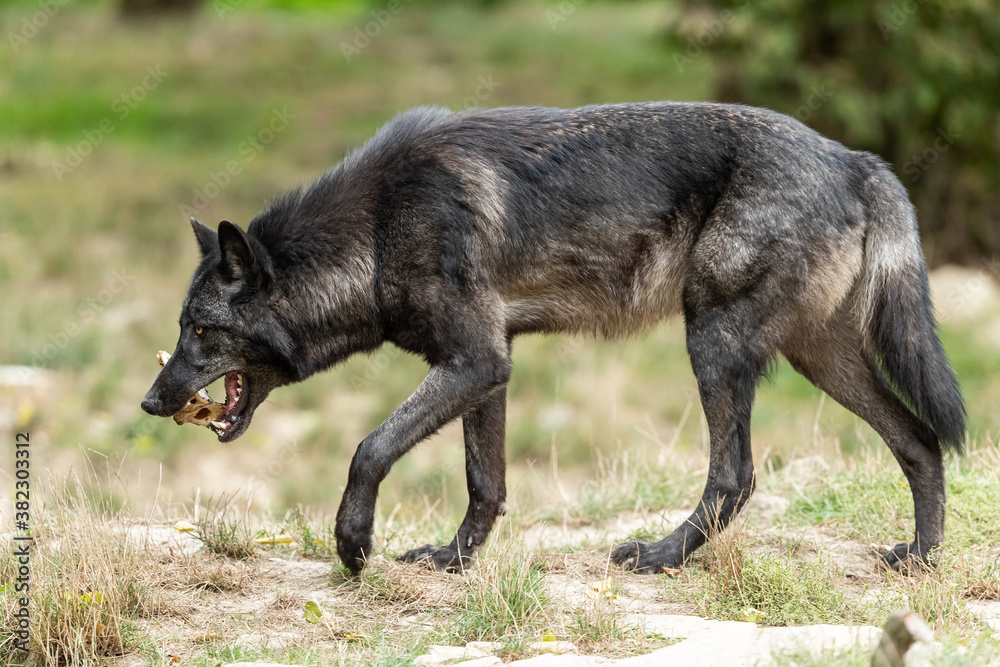 Black wolf in the forest