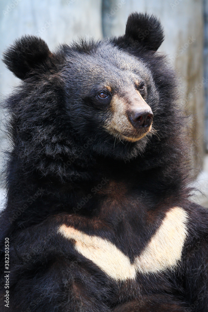 Asiatic black bear(Ursus torquatus),The seat stared at something in his cage. Black furry bear, white chest, V shape. A large Asian bear. Asiatic black bear(Ursus torquatus),The seat stared at something in his cage. Black furry bear, white chest, V shape. A large Asian bear.