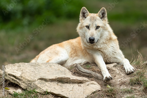 Black wolf in the forest