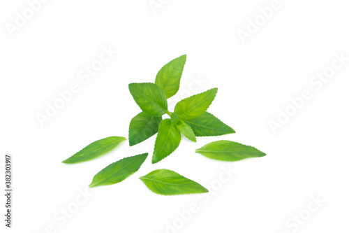 Limnophila geoffrayi or Limnophila aromatica isolated on the white background.