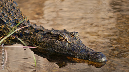 Closeup view of head of dangerously looking young nile crocodile (crocodylus niloticus) with big teeth swimming at the riverbank of Kwando River in Bwabwata National Park,Caprivi Strip,Namibia,Africa. photo