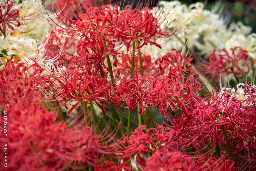 赤いヒガンバナ、白いヒガンバナが並んで咲く紅白の花壇でクローズアップ 赤いヒガンバナ、白いヒガンバナが並んで咲く紅白の花壇でクローズアップ