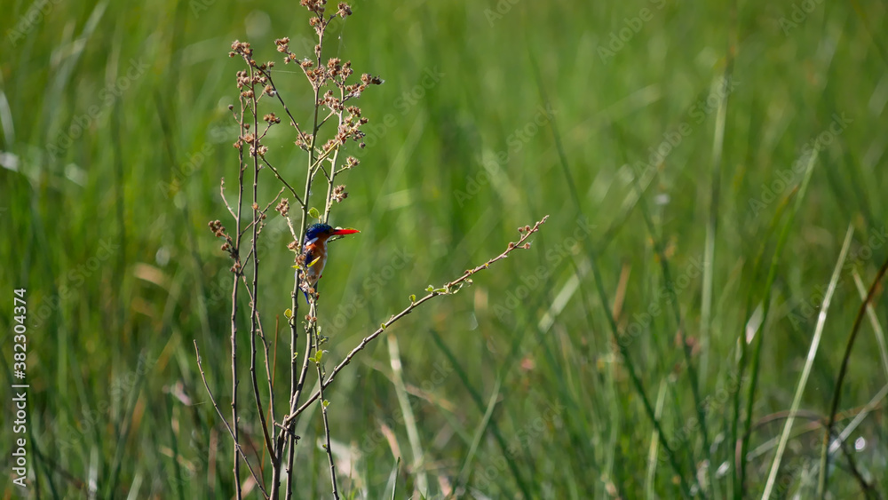 Cute tiny malachite kingfisher (corythornis cristatus) with blue, orange, white plumage and red beak sitting on a branch with grass in background at Kwando River,BwabwataNational Park,Namibia, Africa. Cute tiny malachite kingfisher (corythornis cristatus) with blue, orange, white plumage and red beak sitting on a branch with grass in background at Kwando River,BwabwataNational Park,Namibia, Africa.