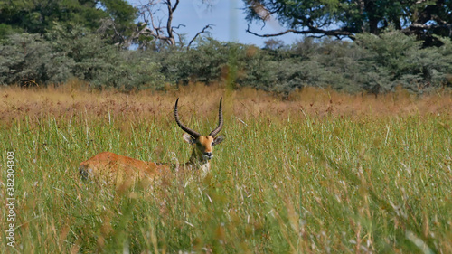 Single lechwe antelope  kobus leche  red lechwe  southern lechwe  hiding in the high grass near Kwando River  Bwabwata National Park  Caprivi Strip  Namibia  Africa.