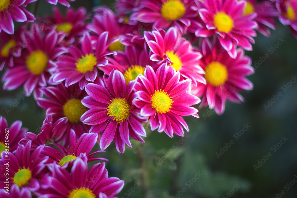 Purple chrysanthemums on a blurry background close-up. Beautiful bright chrysanthemums bloom in autumn in the garden. Chrysanthemum background with a copy of the space.