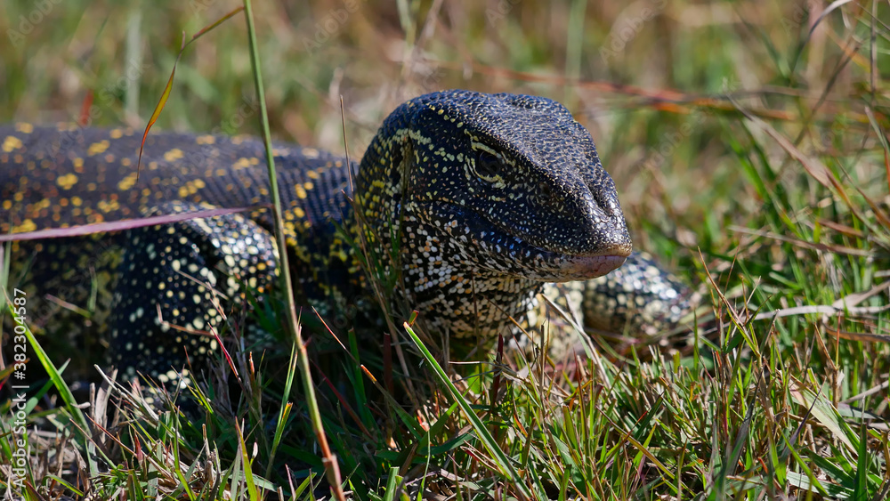 Naklejka premium Closeup view of yellow dotted nile monitor (varanus niloticus) creeping through the grass at the shore of Kwando River, Bwabwata National Park, Caprivi Strip, Namibia, Africa.