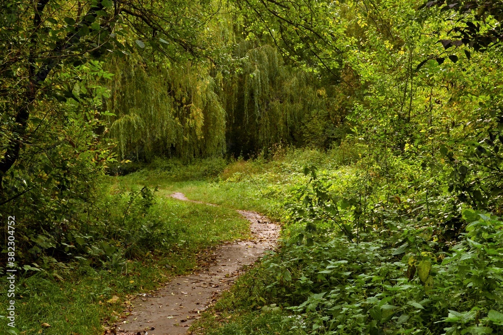 Fototapeta premium path in the woods