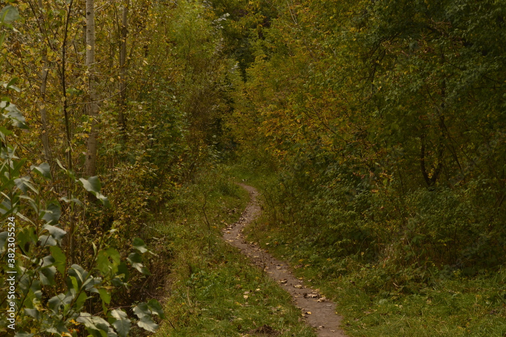 path in the forest path in the forest