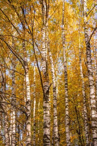 autumn landscape with birch trees in yellow foliage, Sunny day