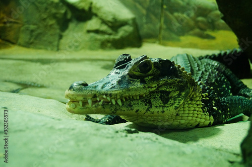 caiman crocodile spectacled reptile predator