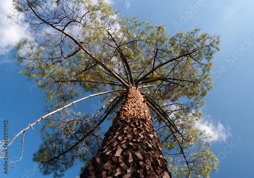 Low angle shot of a pine tree with a close looking of its log.. Looking up tree with blue sky