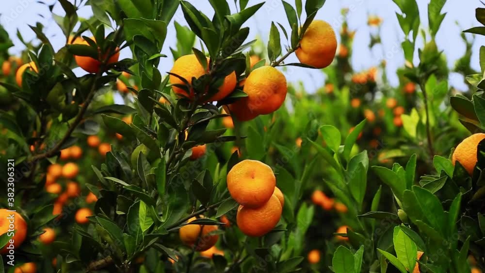 Ripe oranges in orchard swaying with wind on the branches Ripe oranges in orchard swaying with wind on the branches