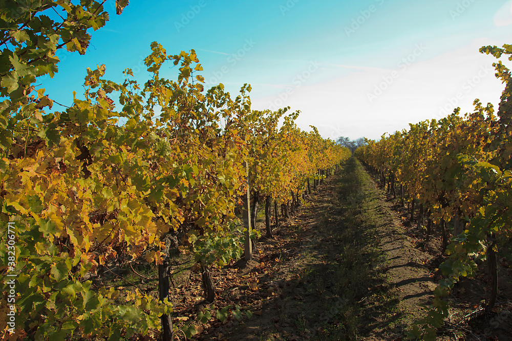 Naklejka premium Vineyard in autumn