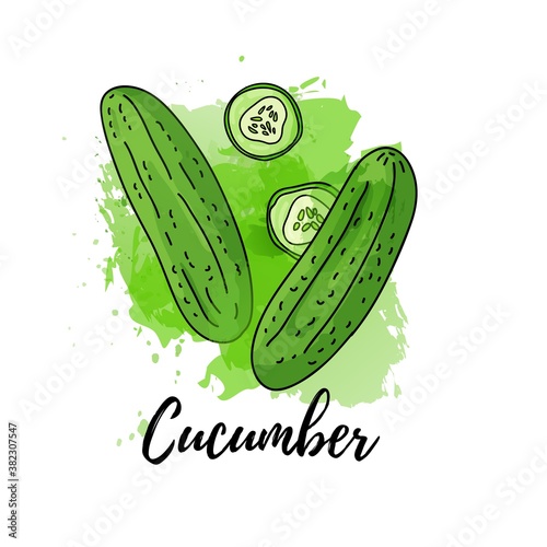 illustration of green cucumber. Vector watercolor splash background. Graphics for cocktails, fresh juice design. Natural organic vegetable label