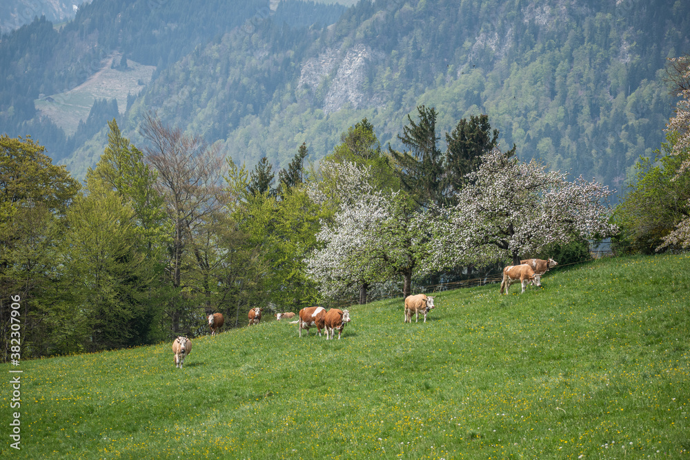 Beautiful swiss cows. Alpine meadows. Mountains.