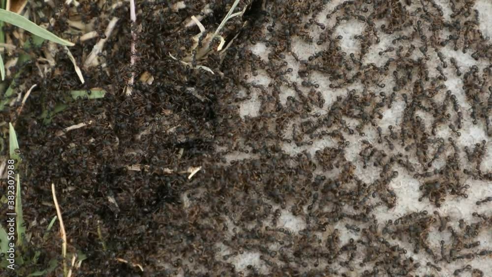 Wild black ants crawling on the ground, closeup, top view, plague of insects Wild black ants crawling on the ground, closeup, top view, plague of insects