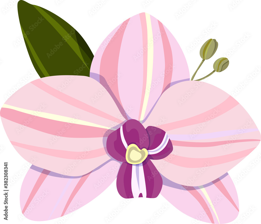 Orchid isolated on a white background. Element of floral design. Delicate colors. Vector illustration Orchid isolated on a white background. Element of floral design. Delicate colors. Vector illustration
