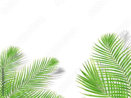 tropical green palm leaf tree with black shadow background