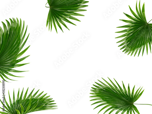 Licuala grandis or ruffled fan palm leaf isolated on white background