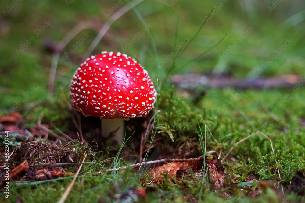 Red wild fly agaric mushroom in green ferns in wood, (amanita muscaria fungus), cute ball shape popular poisonous mushroom Red wild fly agaric mushroom in green ferns in wood, (amanita muscaria fungus), cute ball shape popular poisonous mushroom
