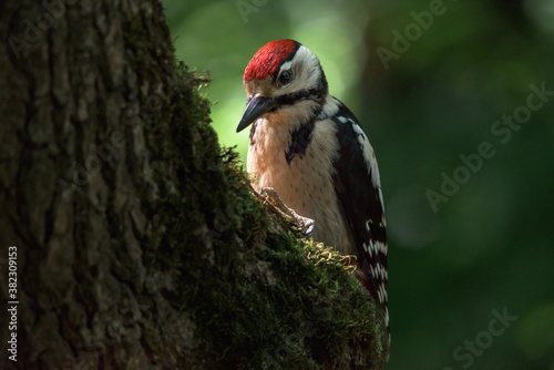 red backed woodpecker