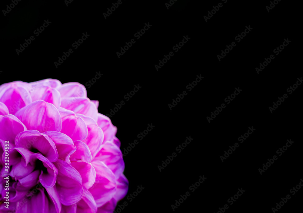 Beautiful pink flower with small petals, isolated on black background and with copyspace.