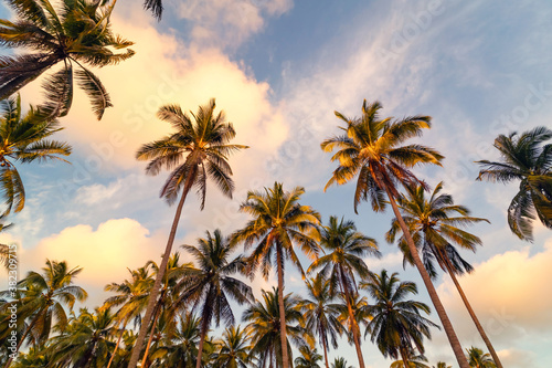 Copy space of tropical palm tree with sun light on sky background.