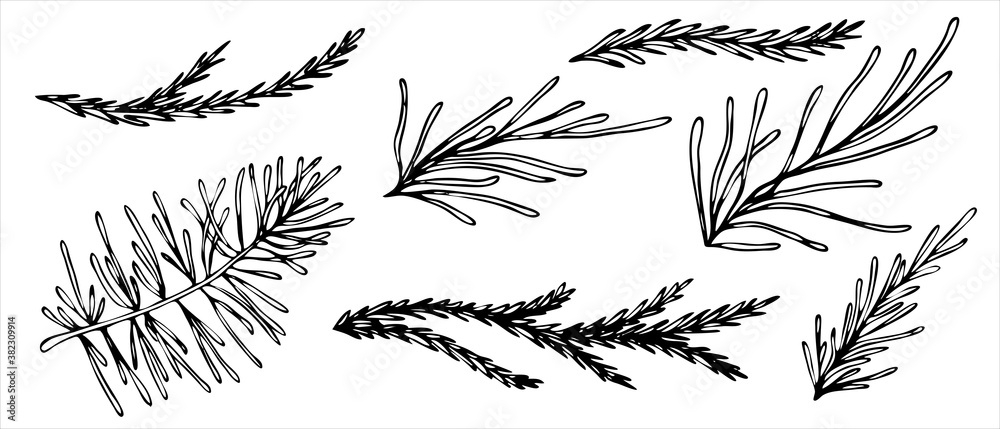 pine twig, coniferous tree, vector set of elements in doodle style, coloring book
