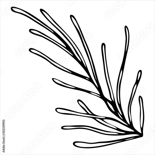 coloring book  pine twig  conifer  doodle style vector element 