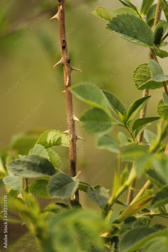 Green leaves and thorny branches