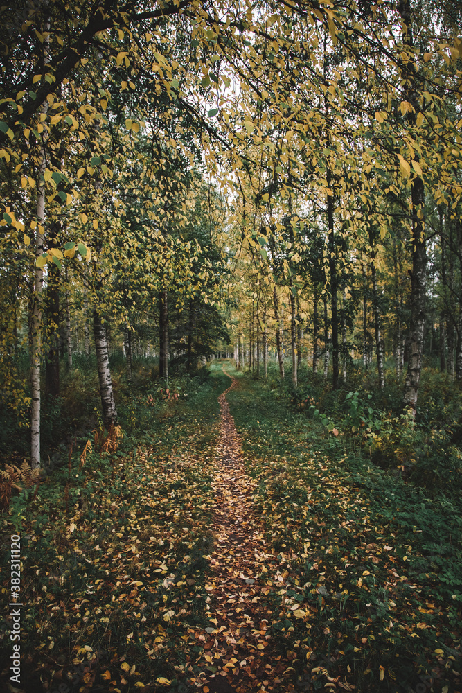 Naklejka premium path in autumn forest in Vääksy, Finland