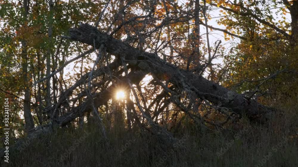 Sun Rays Shining Through A Dead Tree's Branches Sun Rays Shining Through A Dead Tree's Branches