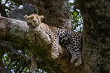 Schlafender Leopard auf einem Baum im Serengeti-Nationalpark in Tansania