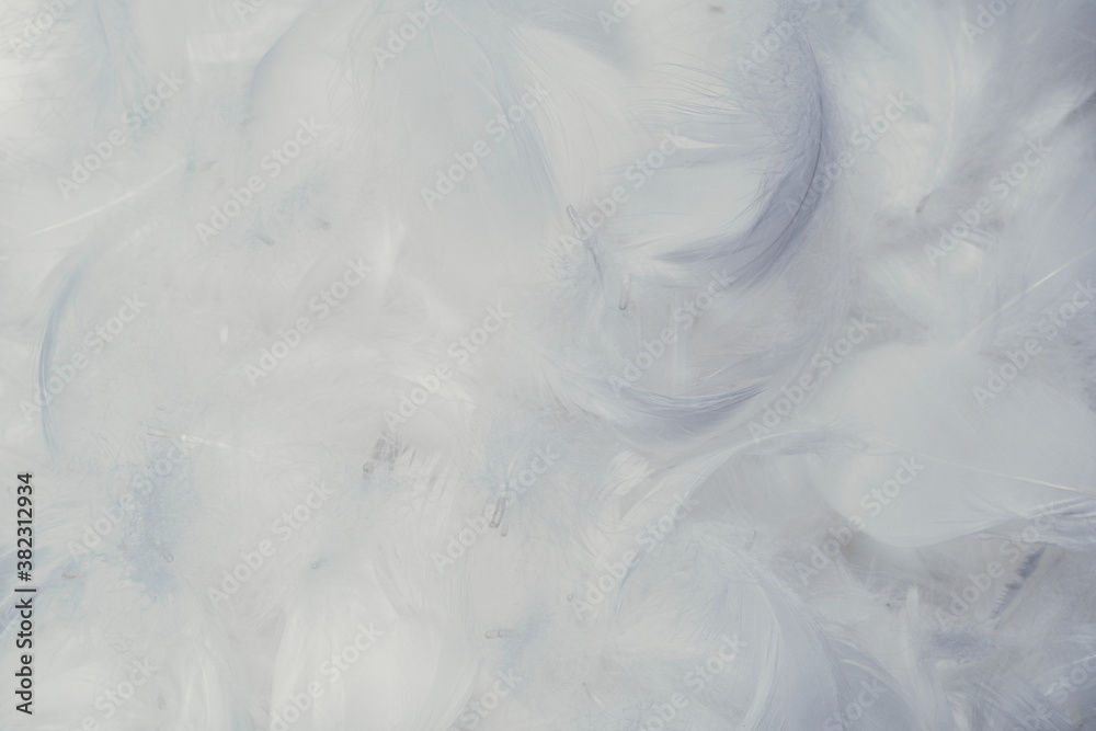 White soft feathers background. White soft feathers background.