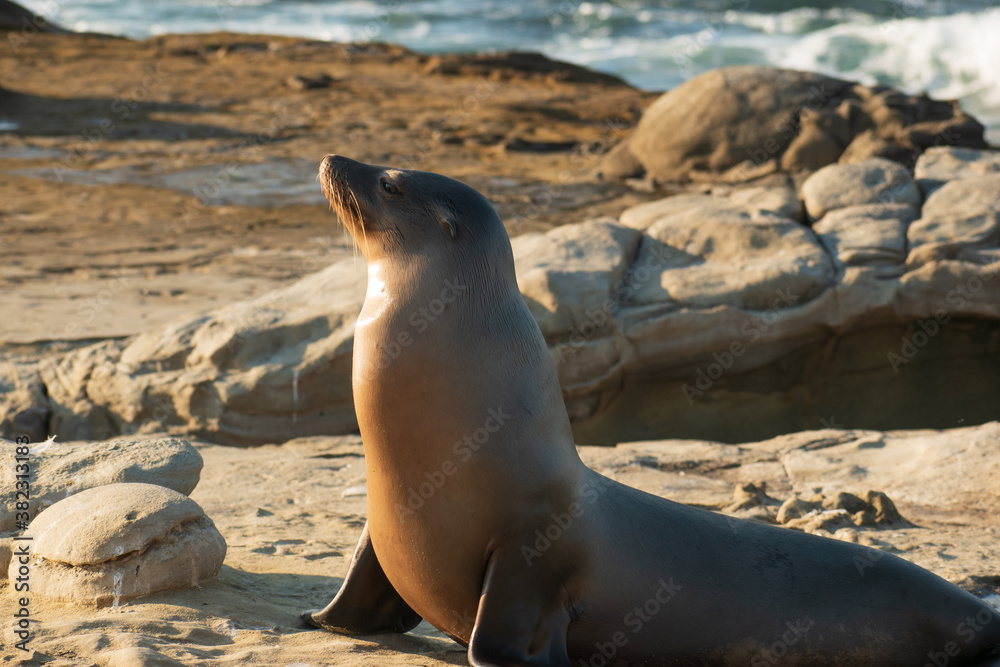 Fototapeta premium sea lion on rocks