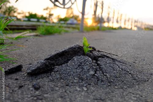 Small and green plant grows through urban asphalt ground. Green plant growing from crack in asphalt on road.