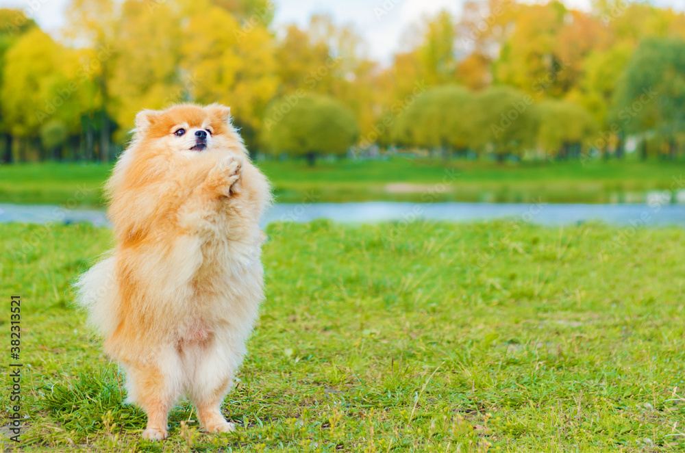 dog trick, standing on its hind legs in the park in autumn. Pomeranian is learning to serve command. training, obedience to the Spitz. copy space, place for text