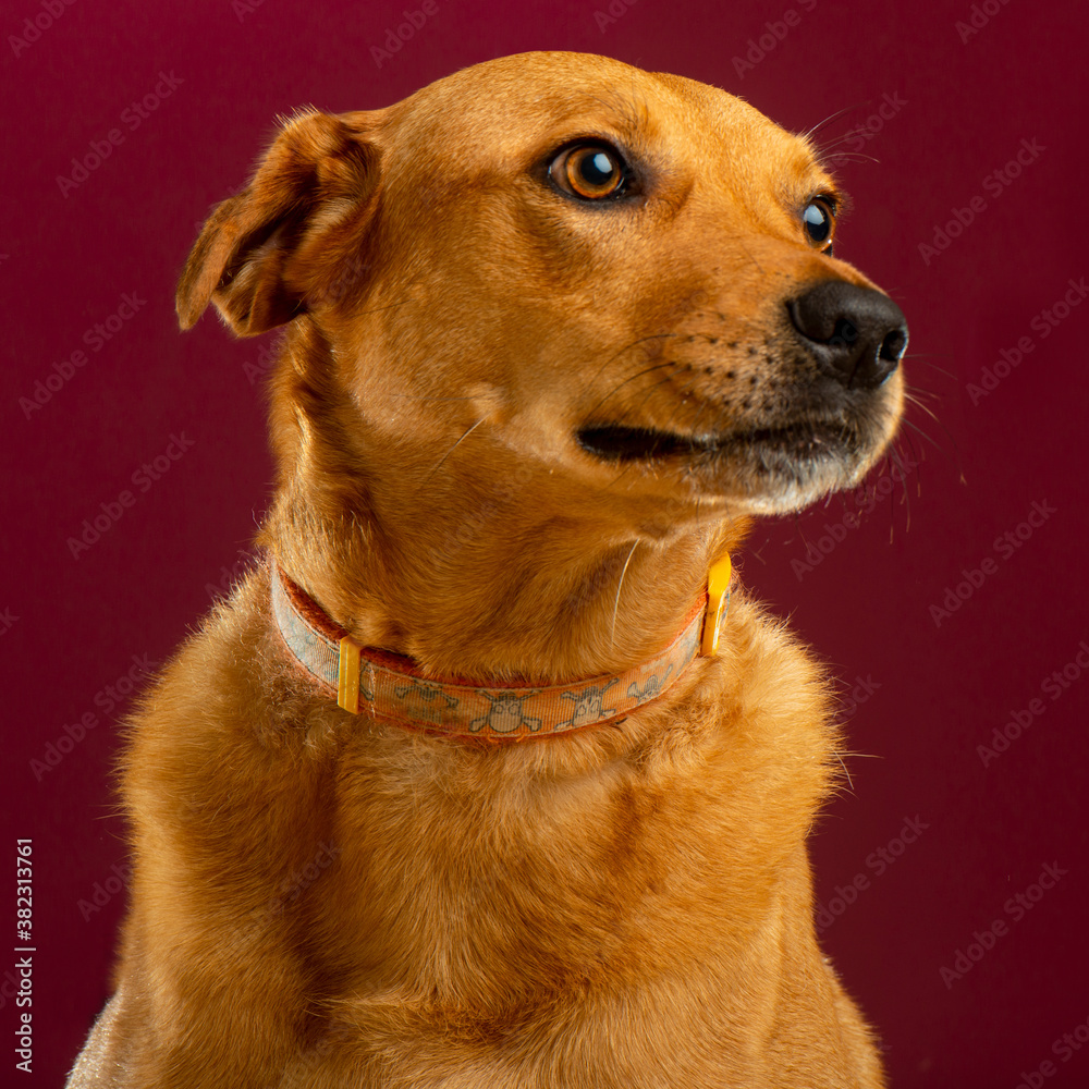 a brown dog in the studio, red background a brown dog in the studio, red background