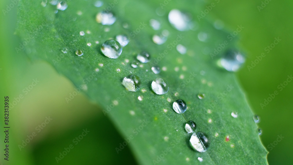 Drops of water after the rain is finished on a small leaf.Large clear drops and many drops on the leaves. Drops of water after the rain is finished on a small leaf.Large clear drops and many drops on the leaves.