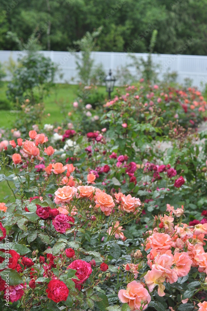 Rose cottage or park garden blooming flower bed in the middle of the summer. Peach and dark pink colored flower heads