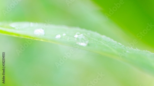 Drops of water after the rain is finished on a small leaf.Large clear drops and many drops on the leaves.