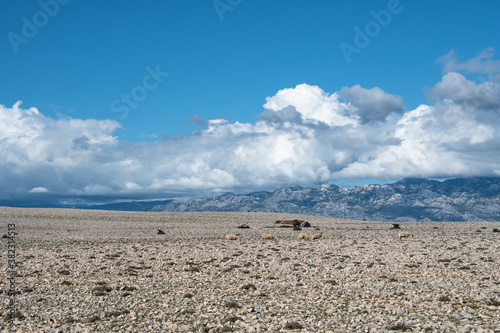 POVLJANA, PAG ISLAND, CROATIA - 29.09.2020. Sheep farming on the island of Pag is the most important economic sector. The landscape of Pag is typical karst. The Velebit mountain in distance   photo